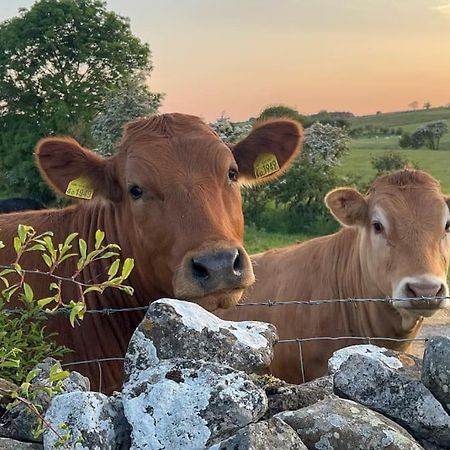 Barncroft: Dogs Welcome, Dog Care Services Offered Cockermouth Buitenkant foto